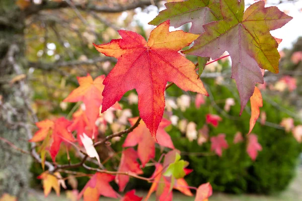 Liquidambar Drzewo Kolorowe Jesienne Liście — Zdjęcie stockowe