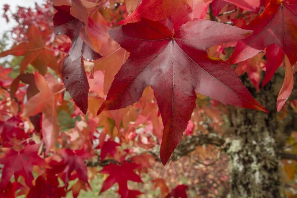 Liquidambar Listnatý Strom Červené Podzimní Listí — Stock fotografie