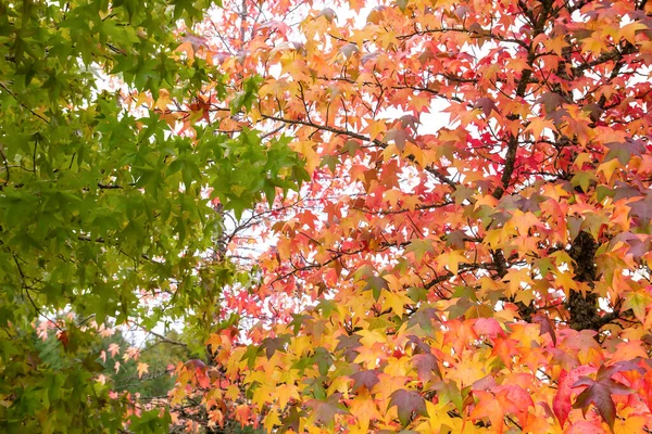 Árboles Caducifolios Liquidamabar Con Colorido Follaje Otoñal —  Fotos de Stock