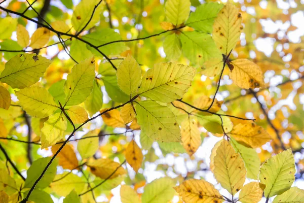 Fagus Sylvatica Nebo Buk Strom Podzimní Listoví Detail — Stock fotografie