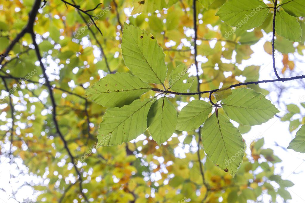 Fagus sylvatica tree foliage detail 