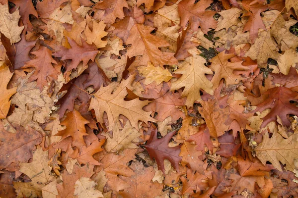 Quercus Rubra Bladverliezende Boom Herfst Gevallen Bladeren — Stockfoto