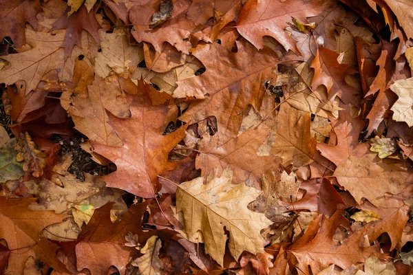 Quercus Rubra Лиственное Дерево Осенние Опавшие Листья — стоковое фото