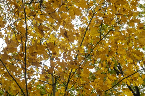 Quercus Rubra Vörös Tölgy Lombhullató Őszi Lombozat — Stock Fotó