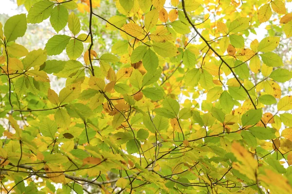 Fagus Sylvatica Árvore Caduca Folhagem Colorida Outono — Fotografia de Stock