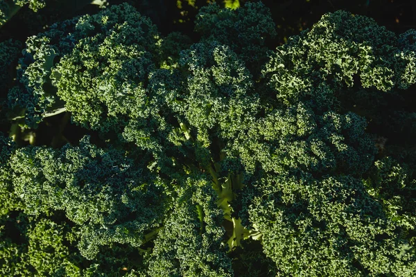 Grünkohl Oder Kohlblätter Wachsen Gemüsegarten — Stockfoto