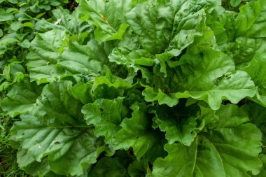 Sebze bahçesinde büyüyen Beta vulgaris bitkisi