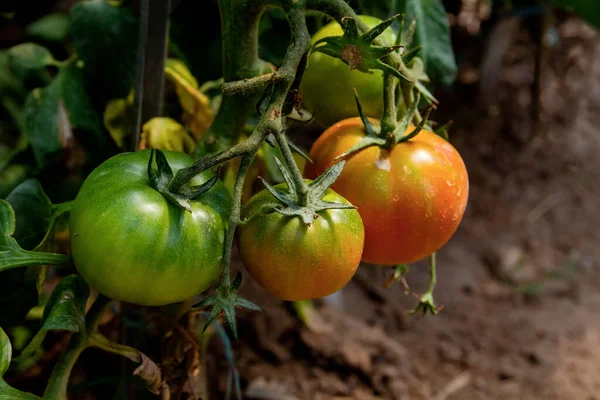 Maduración Tomates Invernadero — Foto de Stock