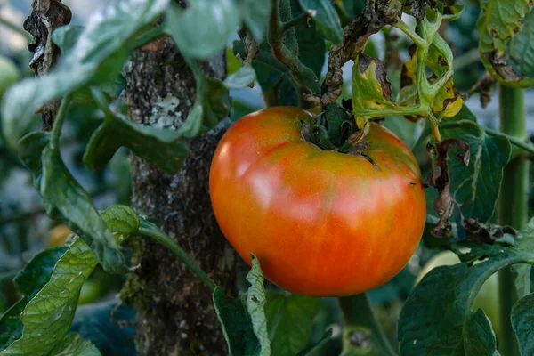 Mogen Röd Tomat Som Växer Köksträdgården — Stockfoto