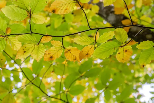 Fagus Sylvatica Bükkfa Részletezése Őszi Lombhullató Lombozat — Stock Fotó