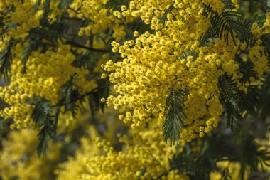 Çiçek açan akasyanın ayrıntıları sarı çiçekleri dağıtır