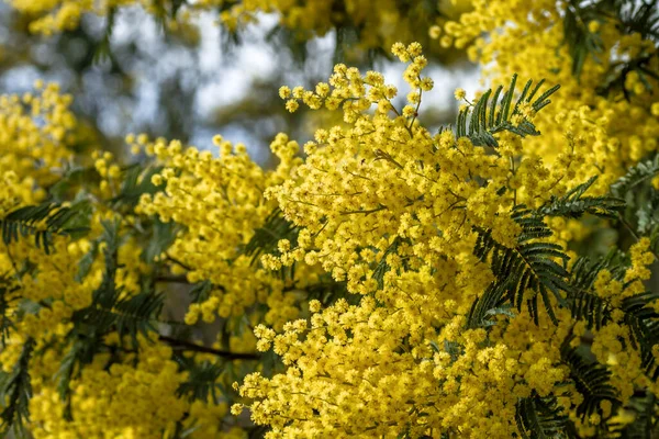 Detail Blossoming Acacia Dealbata Yellow Flowers — Stock Photo, Image