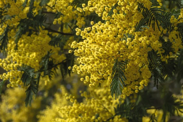 Détail Floraison Acacia Dealbata Fleurs Jaunes — Photo