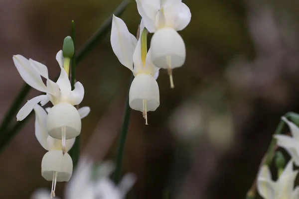 Engelstränen Oder Narziss Triandrus Blühen Weiße Blüten — Stockfoto