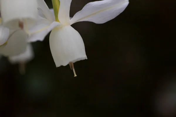 Ángeles Lágrimas Narcisos Triandros Floreciendo Flores Blancas —  Fotos de Stock