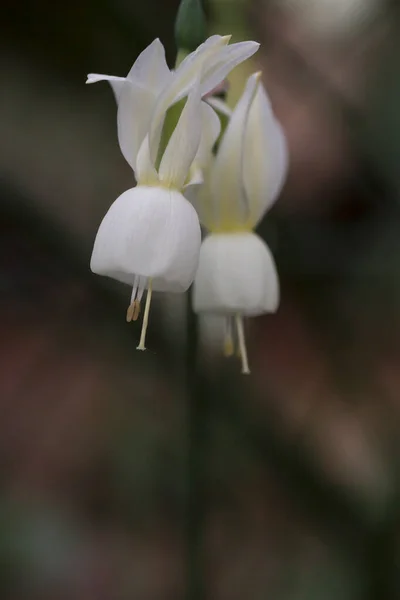 Ангелы Слезы Нарцисс Триандрус Белые Цветы Цветут — стоковое фото