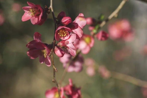 Detail Blossoming Chaenomeles Japonica Pink Flowers — Stock Photo, Image