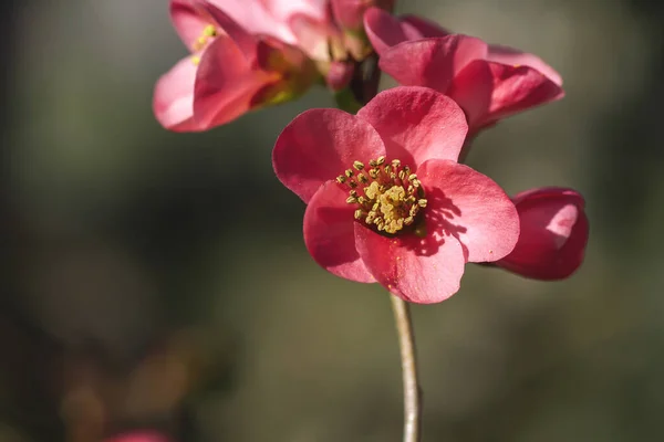 Detail Blossoming Chaenomeles Japonica Red Flowers — Stock Photo, Image