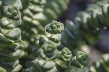 Crassula perforata veya sulu bitki düğmeleri dizisi ayrıntıları