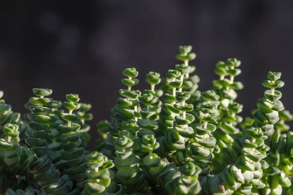 Részlet Crassula Perforata Vagy Gombhúr Zamatos Növény — Stock Fotó