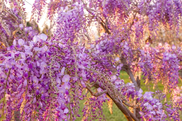 Glicine Albero Fiori Viola Fioritura Primavera — Foto Stock