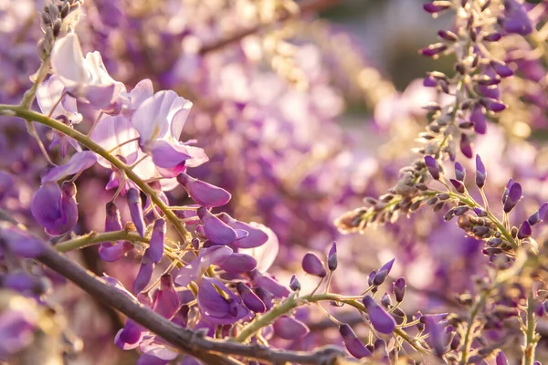 Glicine Fiori Viola Fioritura Primavera — Foto Stock