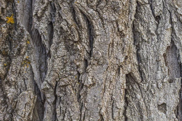 Gamla Olivträd Stam Bark Struktur Närbild — Stockfoto