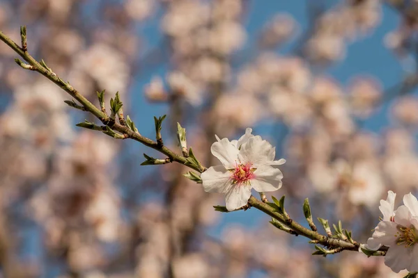 Мигдальне Дерево Цвіте Білими Квітами Цвіте Навесні — стокове фото