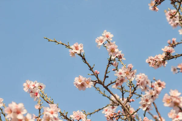 Мигдальне Дерево Квітуть Рожеві Квіти Цвітуть Навесні — стокове фото