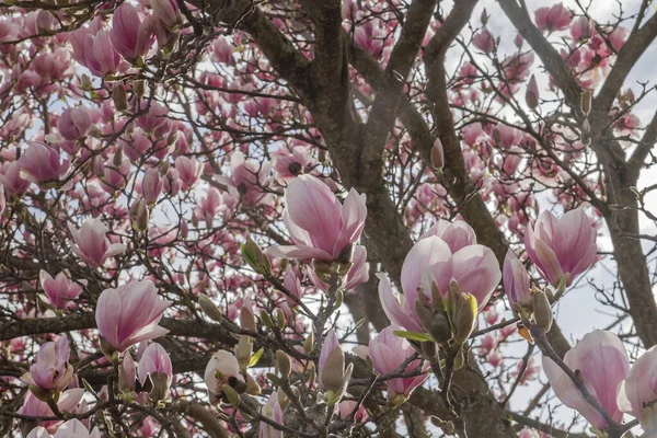 Magnolia Árvore Flores Rosa Florescendo Início Primavera — Fotografia de Stock