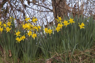 Narcissus Hispanicus sarı trompet benzeri çiçekler baharda çiçek açıyor.