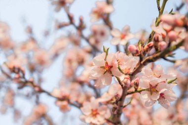 Badem ağacı çiçek açar. Pembe çiçekler baharda açar.