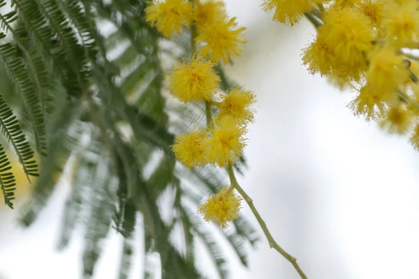 Silver wattle yellow flowers blooming in spring