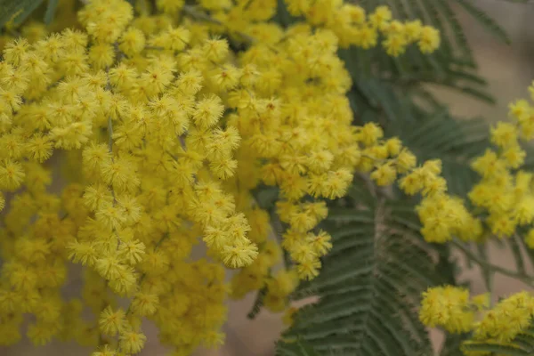 Silver wattle yellow flowers blooming in spring