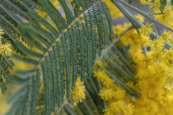 Fioritura Argento Wattle Foglie Verdi Fiori Gialli Vicino — Foto Stock