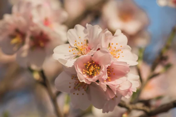 Drzewo Migdałowe Kwitnie Różowe Kwiaty Wiosną — Zdjęcie stockowe