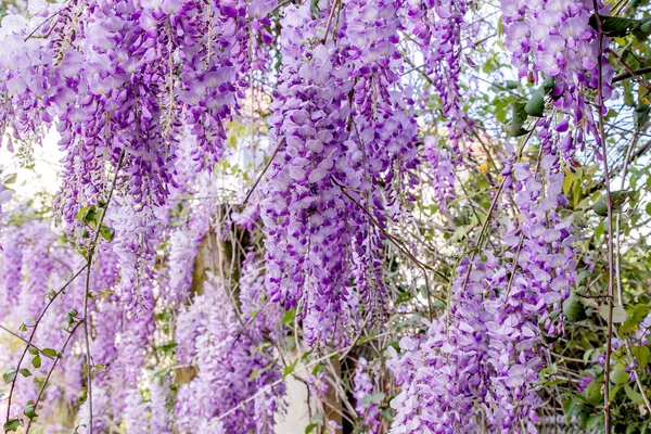 Wisteria Sinensis Пурпурные Цветы Цветущие Весной — стоковое фото