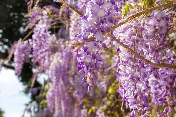 Glicine Sinensis Fiori Viola Fioritura Primavera — Foto Stock