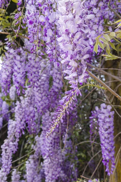 Bahar Mevsiminde Açan Wisteria Sinensis Mor Çiçekleri — Stok fotoğraf