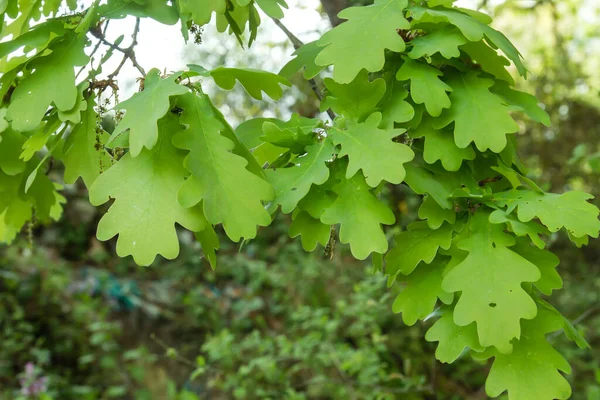 Quercus Robur Detalle Follaje Verde Primavera —  Fotos de Stock