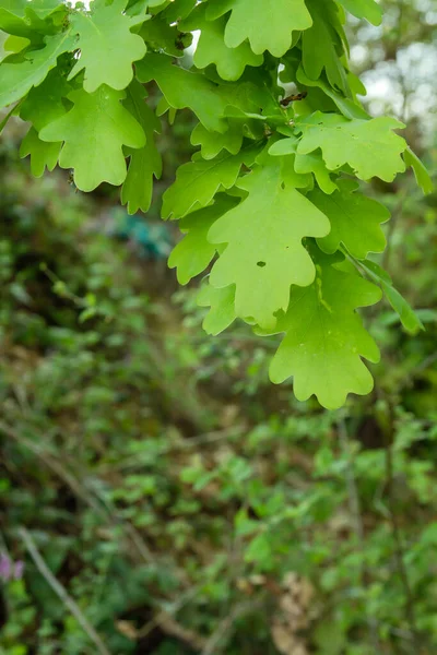 Quercus Robur Πράσινη Λεπτομέρεια Φυλλώματος Άνοιξη — Φωτογραφία Αρχείου