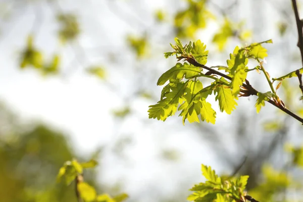 Quercus Robur Folhagem Verde Primavera — Fotografia de Stock