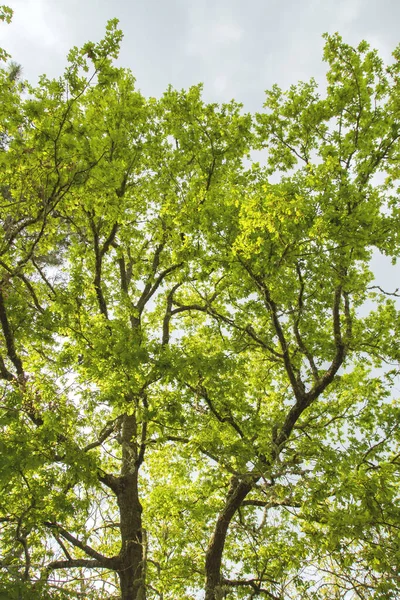 Quercus Robur Folhagem Verde Primavera — Fotografia de Stock