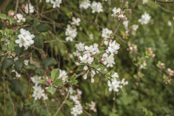 Kwiaty Jabłoni Kwitnące Wiosną — Zdjęcie stockowe