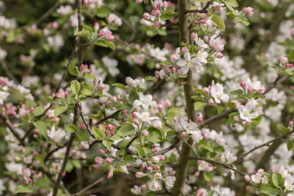 Jablečné Květy Kvetou Jaře — Stock fotografie