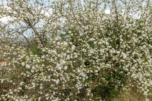 Tavasszal Virágoznak Almafa Virágai — Stock Fotó