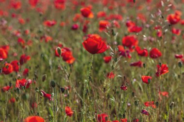 Bahar tarlalarında açan kırmızı gelincik çiçekleri.