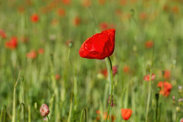 Red Poppy Wild Flowers Blooming Springtime Fields — Stock Photo, Image