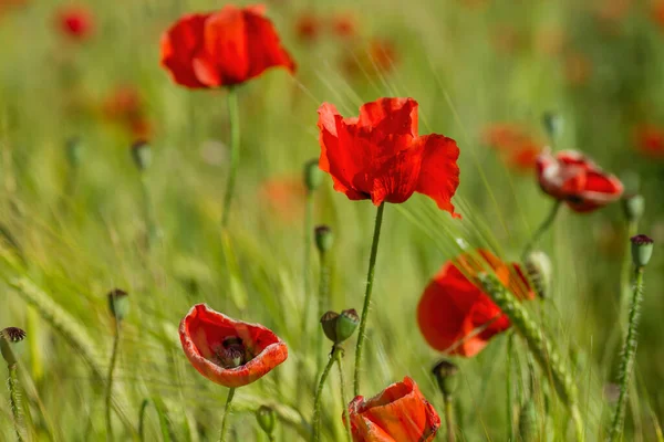Red Poppy Wild Flowers Blooming Springtime Fields — Stock Photo, Image