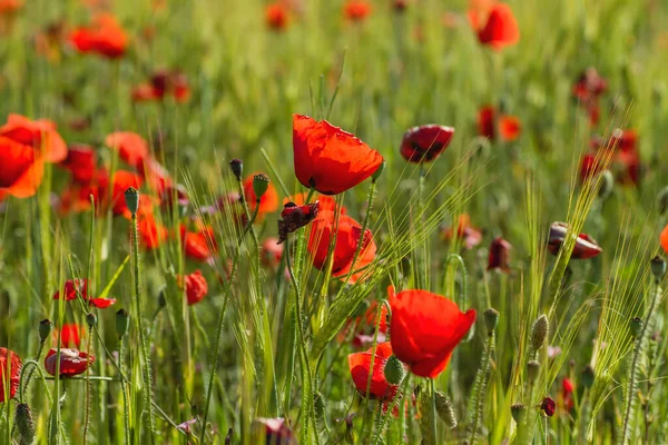 Red Poppy Wild Flowers Blooming Springtime Fields — Stock Photo, Image